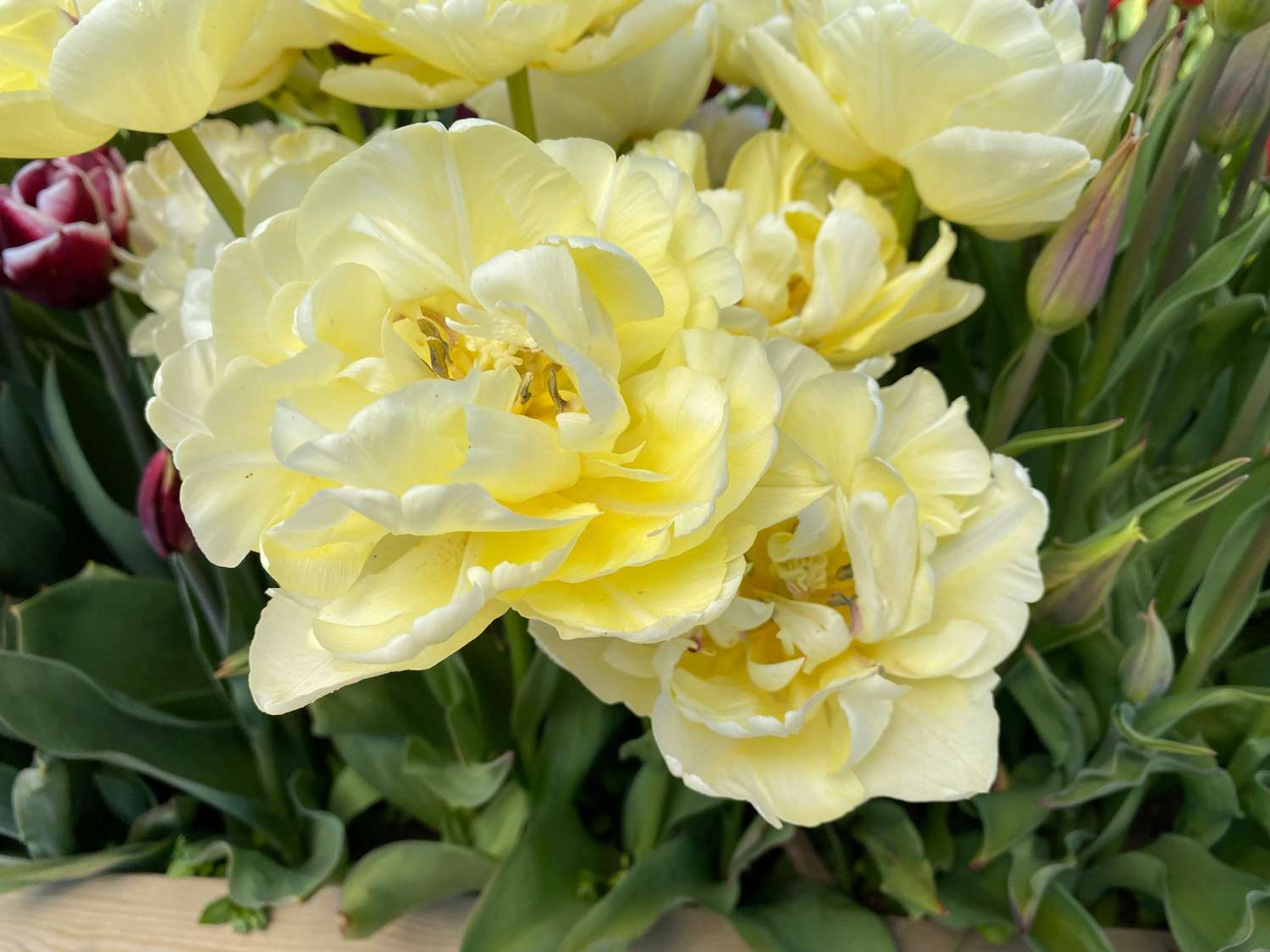 Tulppaani 'Avant Garde'